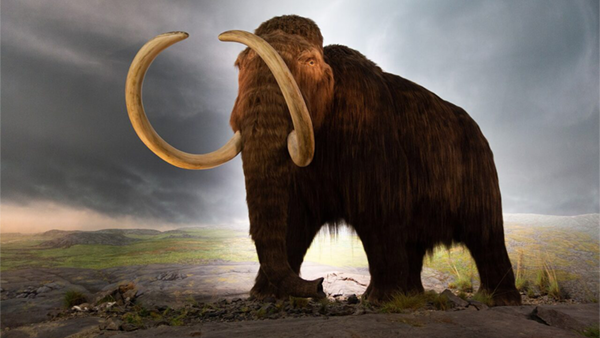 newsletter-inception-woolly_mammoth-600x338.png